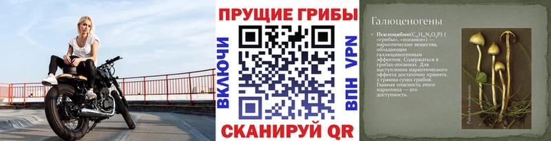 сколько стоит  Бирюсинск  MEGA рабочий сайт  Галлюциногенные грибы Psilocybe 